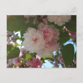 Dubbelbloeiende Cherry Tree I Spring Floral Briefkaart