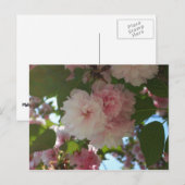 Dubbelbloeiende Cherry Tree I Spring Floral Briefkaart (Voorkant / Achterkant)