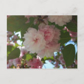 Dubbelbloeiende Cherry Tree I Spring Floral Briefkaart (Voorkant)