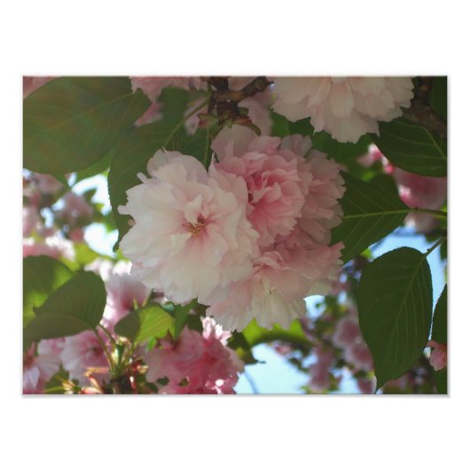 Dubbelbloeiende Cherry Tree I Spring Floral Foto Afdruk (Voorkant)
