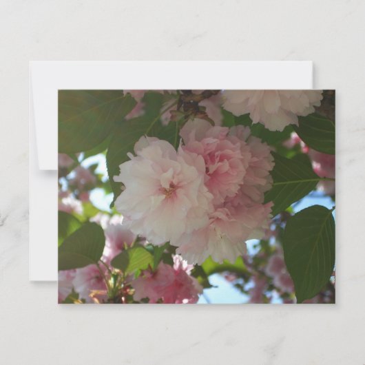 Dubbelbloeiende Cherry Tree I Spring Floral Kaart (Voorkant)