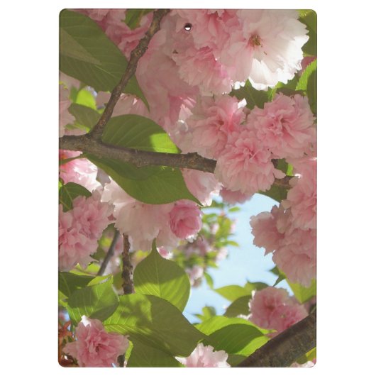 Dubbelbloeiende Cherry Tree I Spring Floral Klembord (Achterkant)