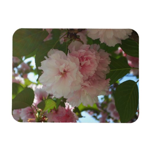Dubbelbloeiende Cherry Tree I Spring Floral Magneet (Horizontaal)