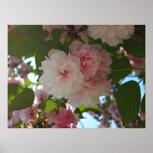 Dubbelbloeiende Cherry Tree I Spring Floral Poster (Voorkant)