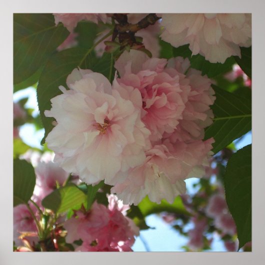 Dubbelbloeiende Cherry Tree I Spring Floral Poster (Voorkant)