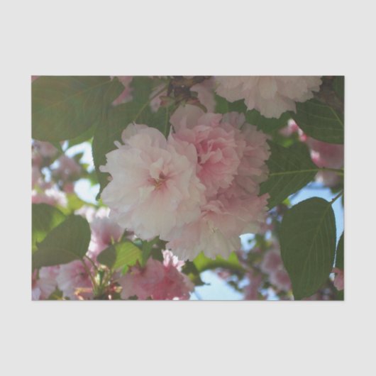 Dubbelbloeiende Cherry Tree I Spring Floral Tissuepapier (Voorkant)