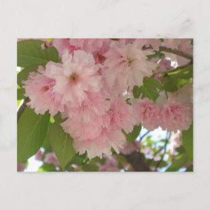 Dubbelbloeiende Cherry Tree II Spring Floral Briefkaart