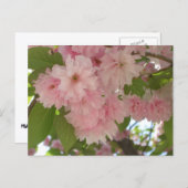 Dubbelbloeiende Cherry Tree II Spring Floral Briefkaart (Voorkant / Achterkant)