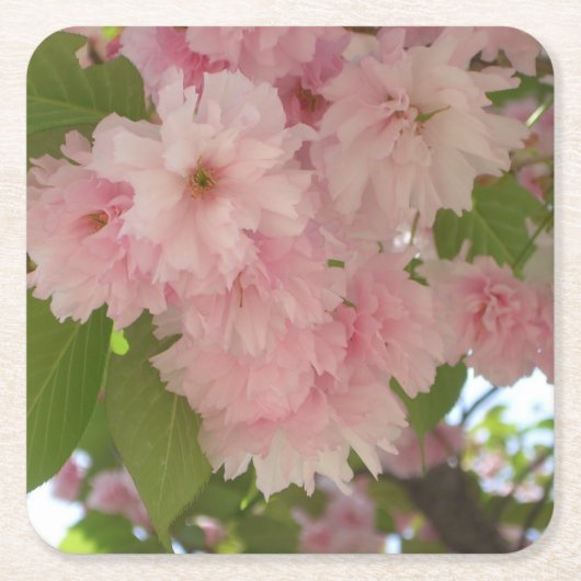 Dubbelbloeiende Cherry Tree II Spring Floral Kartonnen Onderzetters (Voorkant)