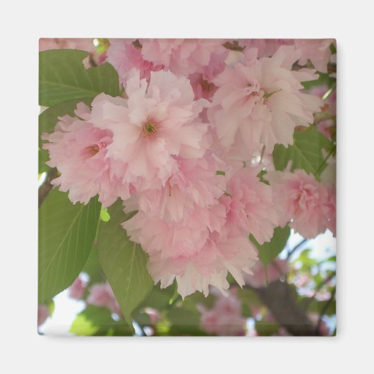 Dubbelbloeiende Cherry Tree II Spring Floral Magneet (Voorkant)