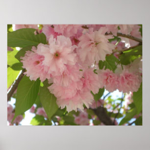 Dubbelbloeiende Cherry Tree II Spring Floral Poster