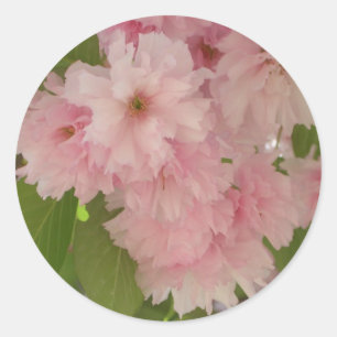 Dubbelbloeiende Cherry Tree II Spring Floral Ronde Sticker