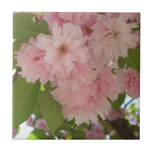 Dubbelbloeiende Cherry Tree II Spring Floral Tegeltje (Voorkant)