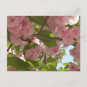 Dubbelbloeiende Cherry Tree III Spring Floral Briefkaart