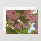 Dubbelbloeiende Cherry Tree III Spring Floral Briefkaart (Voorkant / Achterkant)