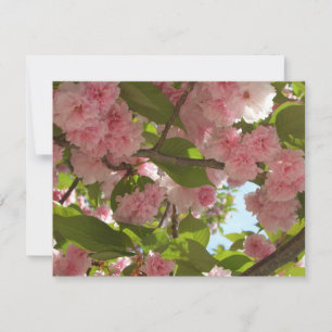 Dubbelbloeiende Cherry Tree III Spring Floral Kaart