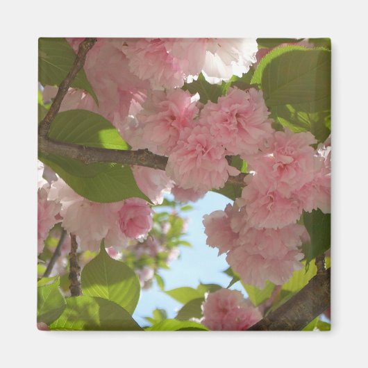 Dubbelbloeiende Cherry Tree III Spring Floral Magneet (Voorkant)