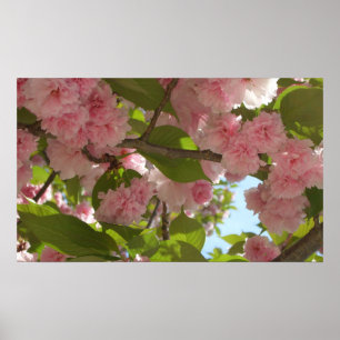 Dubbelbloeiende Cherry Tree III Spring Floral Poster