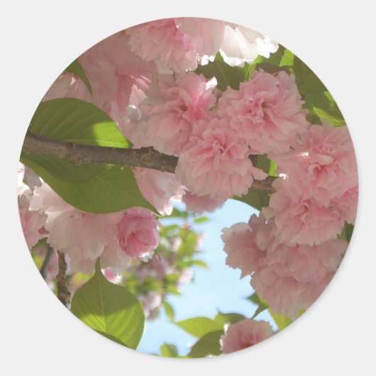Dubbelbloeiende Cherry Tree III Spring Floral Ronde Sticker (Voorkant)