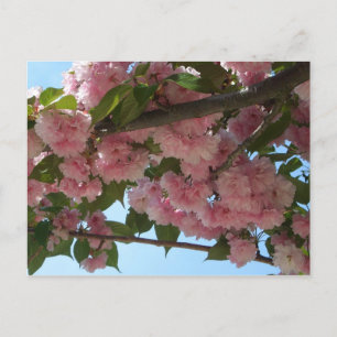 Dubbelbloeiende Cherry Tree IV Spring Briefkaart
