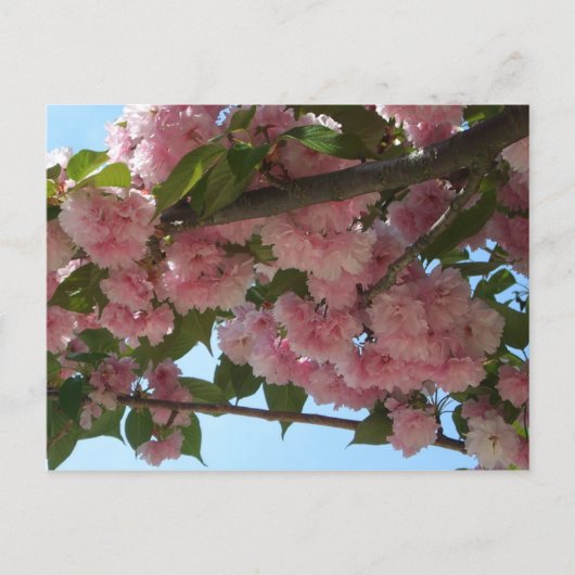 Dubbelbloeiende Cherry Tree IV Spring Briefkaart (Voorkant)