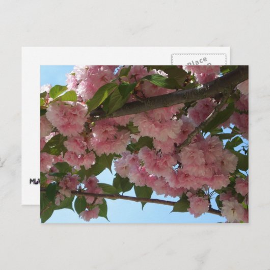 Dubbelbloeiende Cherry Tree IV Spring Briefkaart (Voorkant / Achterkant)