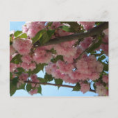 Dubbelbloeiende Cherry Tree IV Spring Briefkaart (Voorkant)