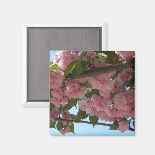 Dubbelbloeiende Cherry Tree IV Spring Magneet (Voorkant / Achterkant)