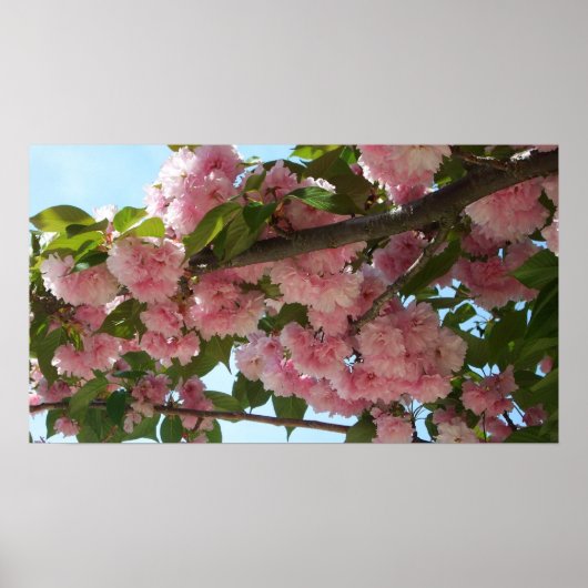 Dubbelbloeiende Cherry Tree IV Spring Poster (Voorkant)
