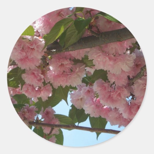 Dubbelbloeiende Cherry Tree IV Spring Ronde Sticker (Voorkant)