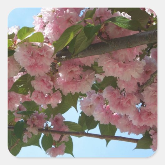 Dubbelbloeiende Cherry Tree IV Spring Vierkante Sticker (Voorkant)