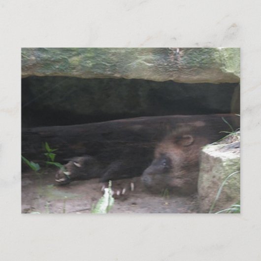 Dubbelblootgestelde wolverine Resten, Shows wetten Briefkaart (Voorkant)