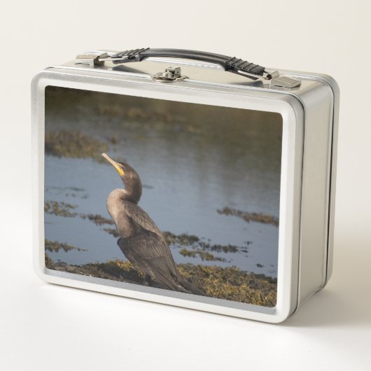 Dubbelborstaalscholver (Voorkant)