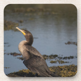 Dubbelborstaalscholver Bier Onderzetter