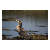 Dubbelborstaalscholver Foto Afdruk (Voorkant)