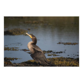 Dubbelborstaalscholver Foto Afdruk