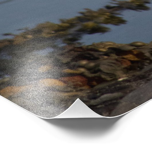 Dubbelborstaalscholver Foto Afdruk (Hoek)