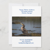 Dubbelborstaalscholver Kaart (Achterkant)