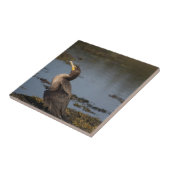 Dubbelborstaalscholver Tegeltje (Zijkant)