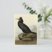 Dubbele aalscholvervogels in Amerika Briefkaart (Staand voorkant)