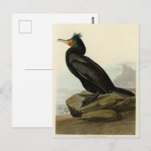 Dubbele aalscholvervogels in Amerika Briefkaart (Voorkant / Achterkant)