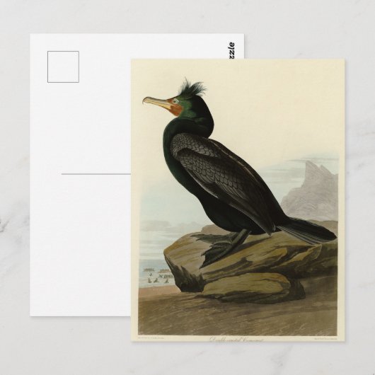 Dubbele aalscholvervogels in Amerika Briefkaart (Voorkant / Achterkant)