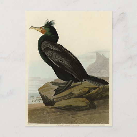 Dubbele aalscholvervogels in Amerika Briefkaart (Voorkant)