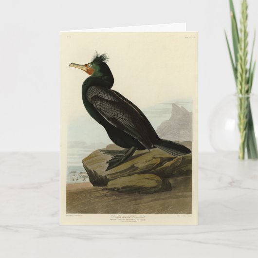 Dubbele aalscholvervogels in Amerika Kaart (Voorkant)