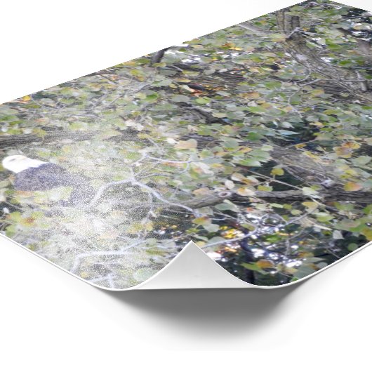 Dubbele adelaar foto afdruk (Hoek)