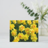 Dubbele affodils briefkaart (Staand voorkant)