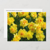 Dubbele affodils briefkaart (Voorkant / Achterkant)