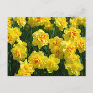 Dubbele affodils briefkaart