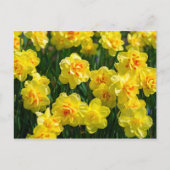Dubbele affodils briefkaart (Voorkant)
