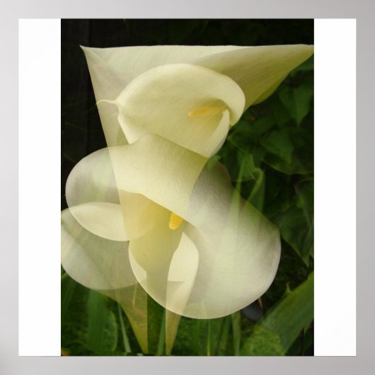 Dubbele blootstelling Calla Lily Poster (Voorkant)